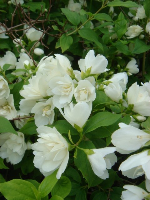 Philadelphus x 'Manteau d'Hermine' P12 (2)